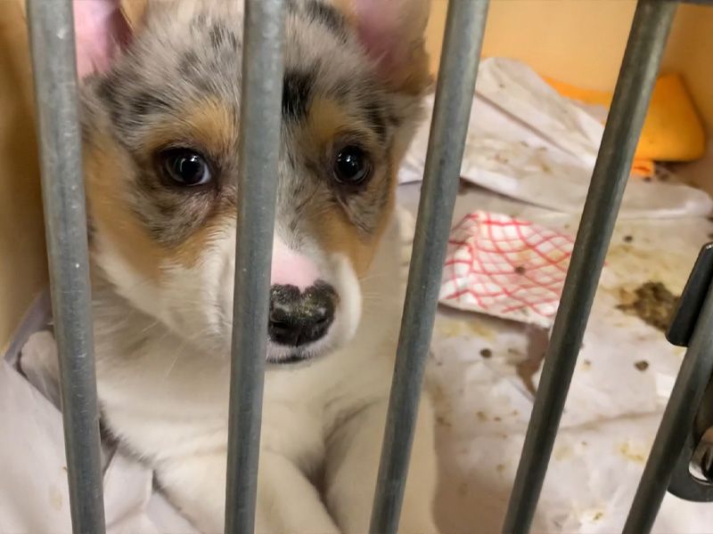 a puppy looks through the bars of a kennel