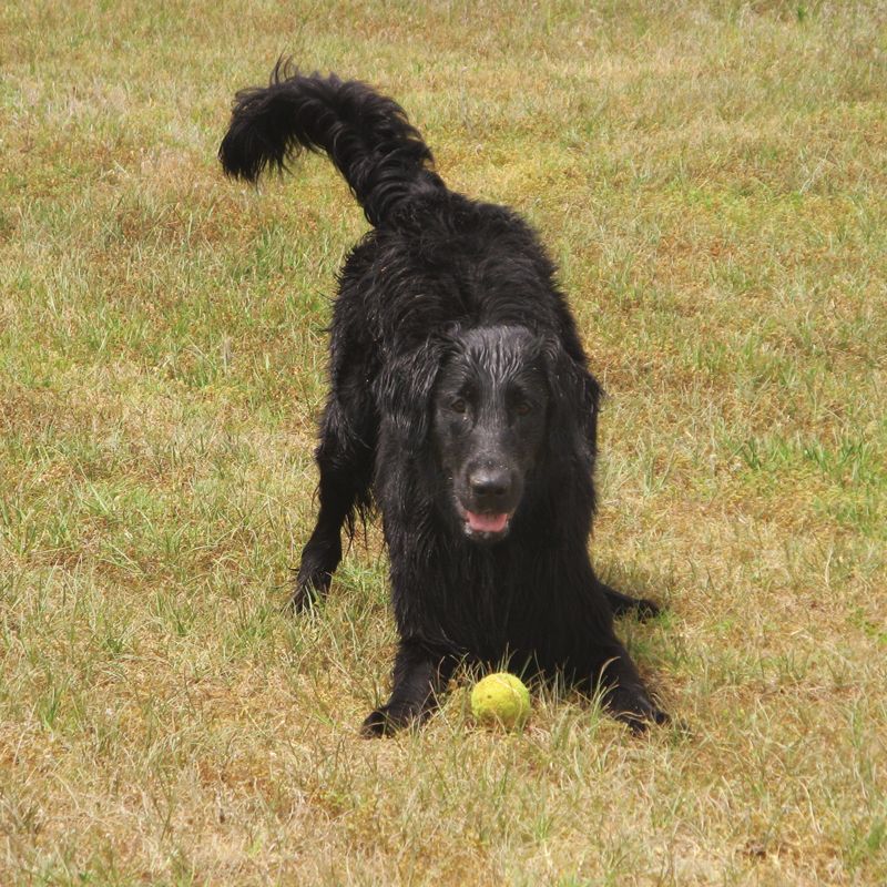 a dog crouching over a ball in a field