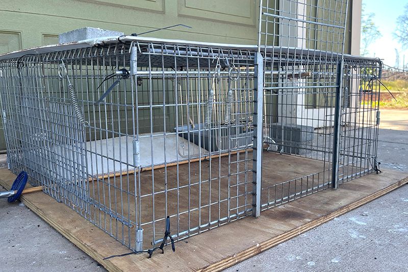 a large humane cat trap