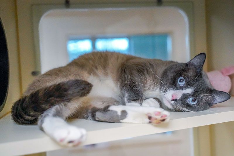 a calico cat lying on her side in a cat kennel