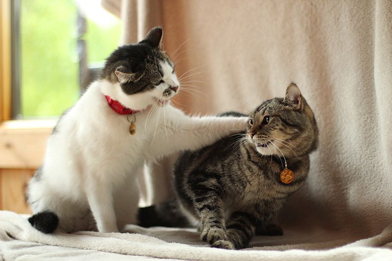 two cats batting at each other