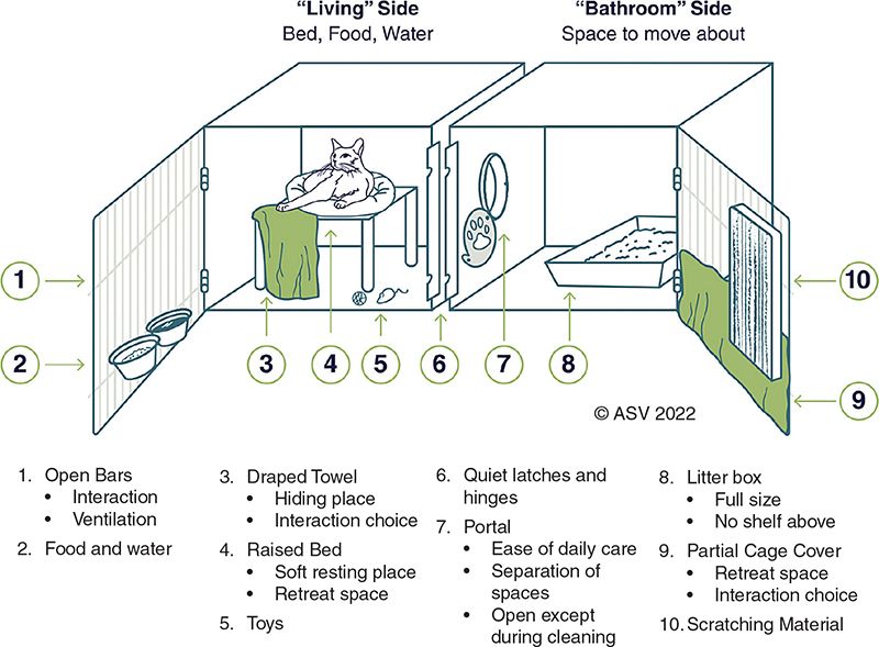 an illustration showing cat housing guidelines