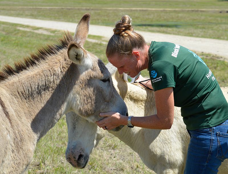 a woman petting two donkeys