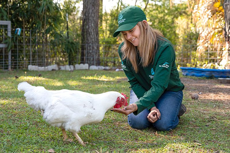 a woman feeding a chicken from her hand