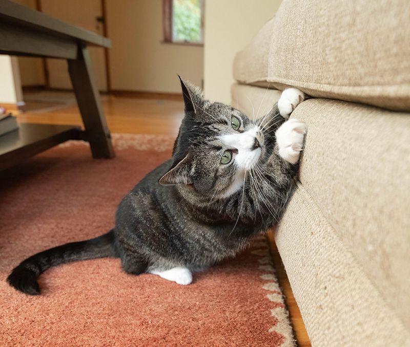 a cat scratching the bottom of a couch