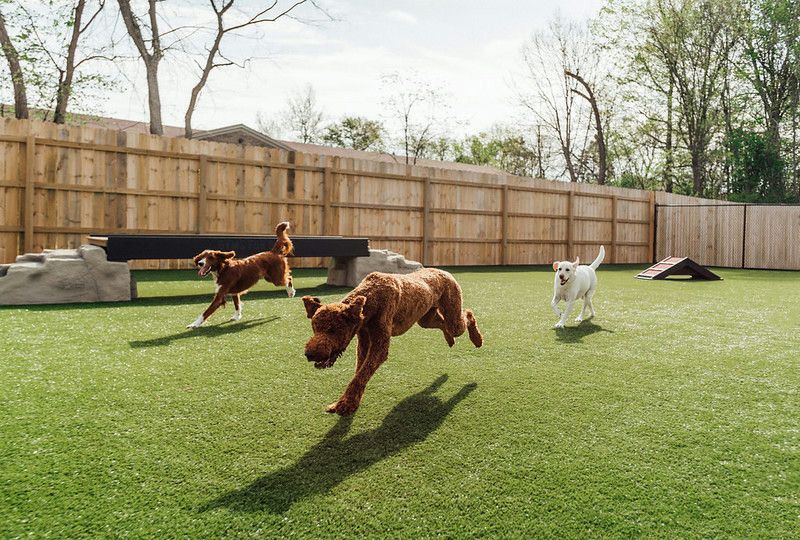 dogs running on artificial grass