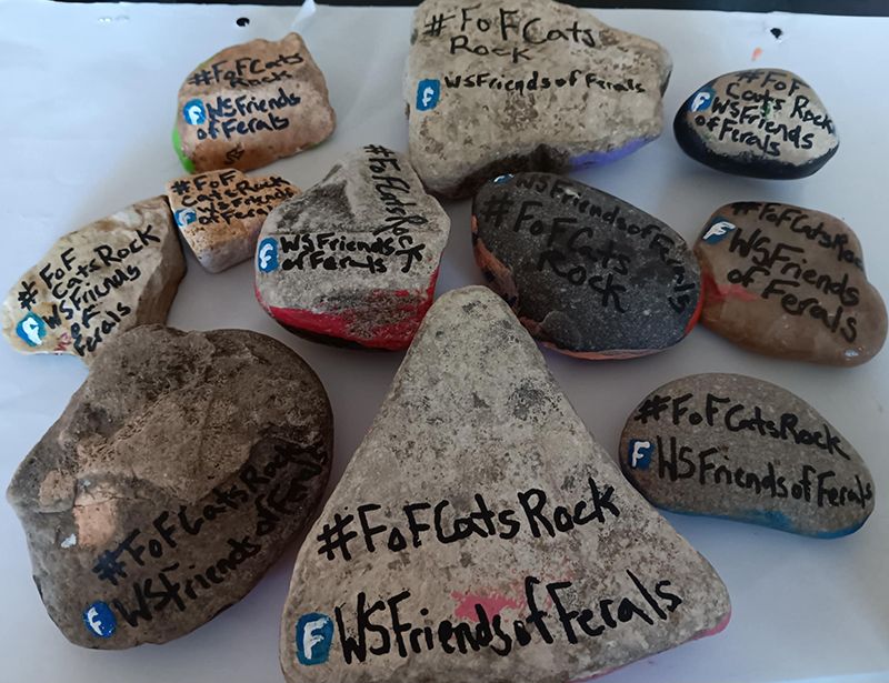 an assortment of rocks with cats rule written on the backs