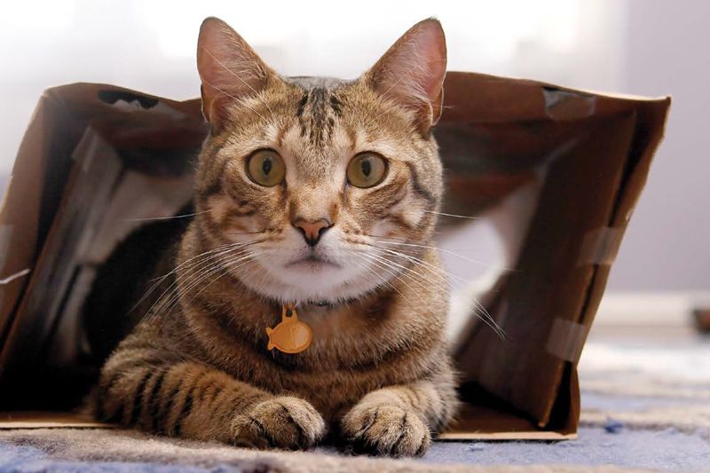 a cat sitting in a paper bag