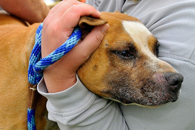 closeup of a person cradling a dog's head