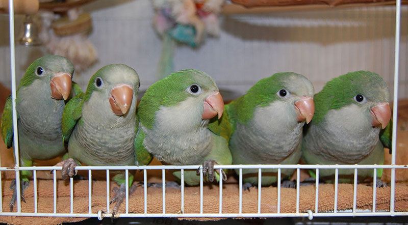 Quaker parrots sitting on a perch