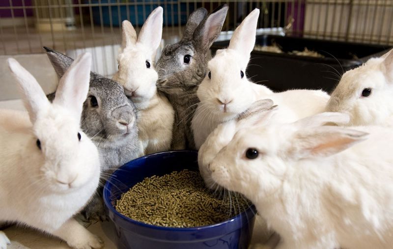rabbits eating at their foster home