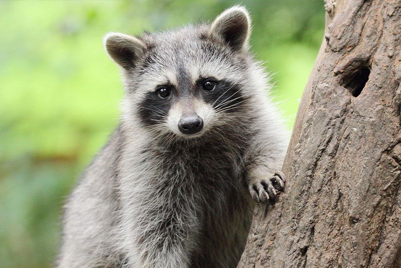 Close up of a raccoon in a tree