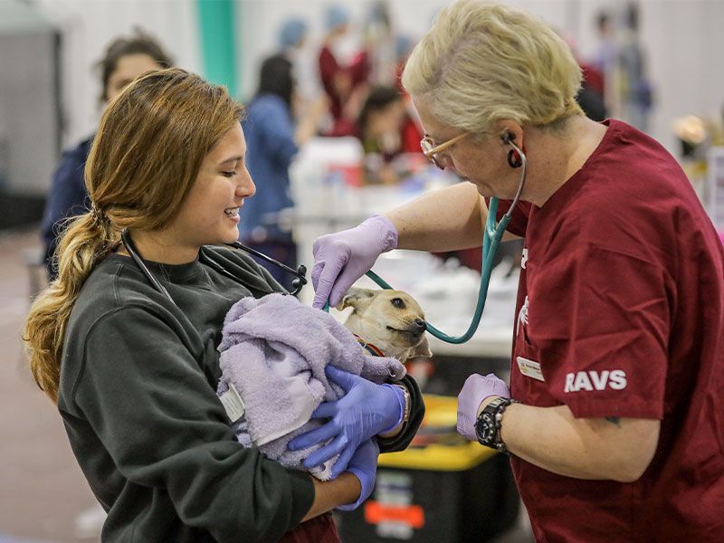 A vet examines a dog at a Rural Area Veterinary Services clinic.