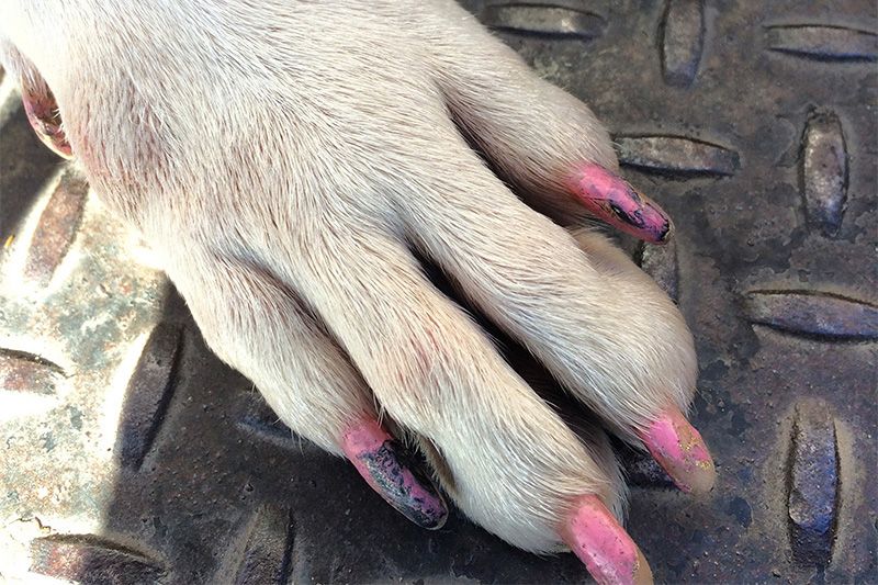 Close up of a dog's nails painted pink