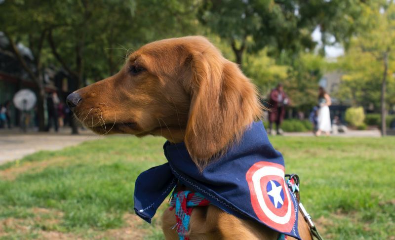 a dog in a superhero cape