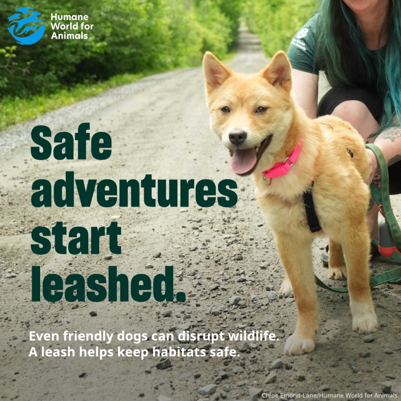safe adventures start leashed