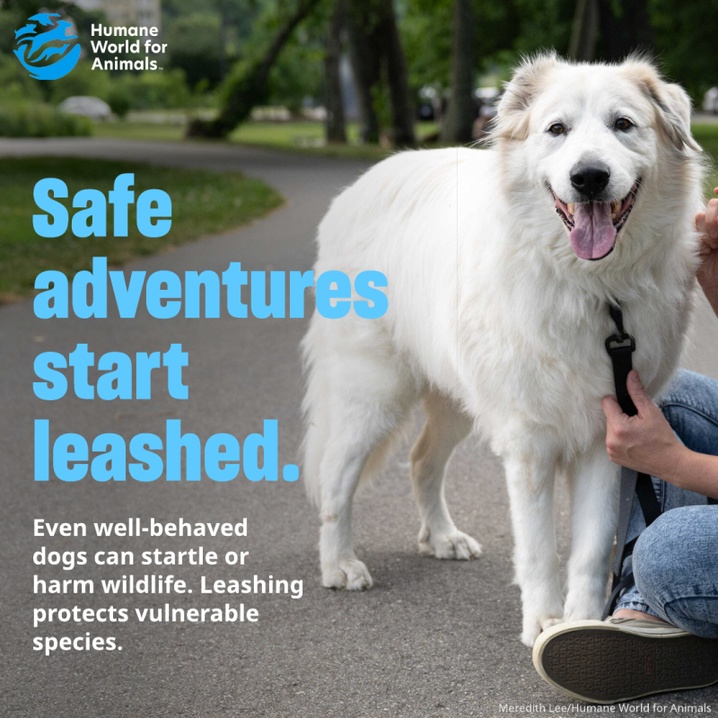 safe adventures start leashed