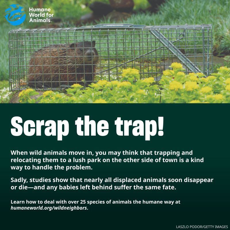 Scrap the Trap