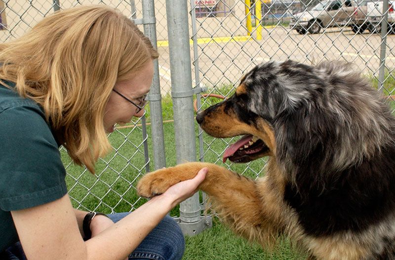 Shaking hands with a dog