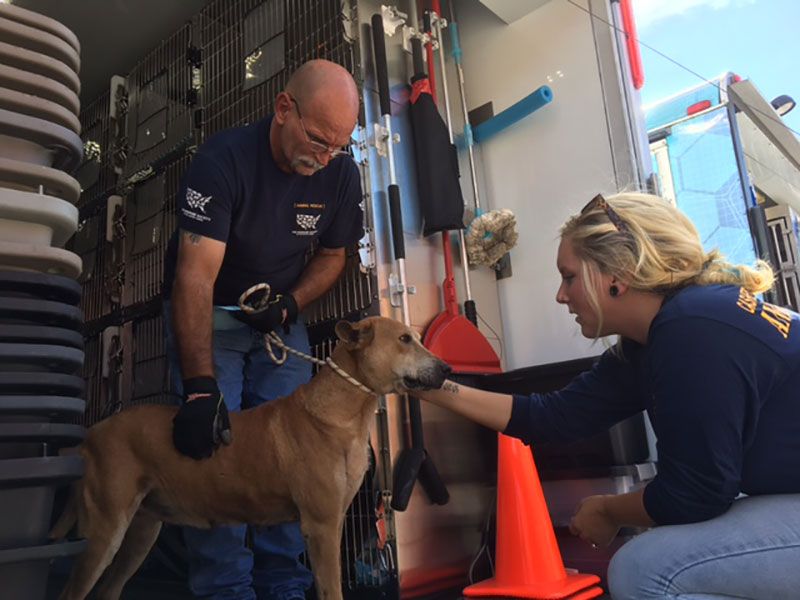 Shelter and Rescue Partners