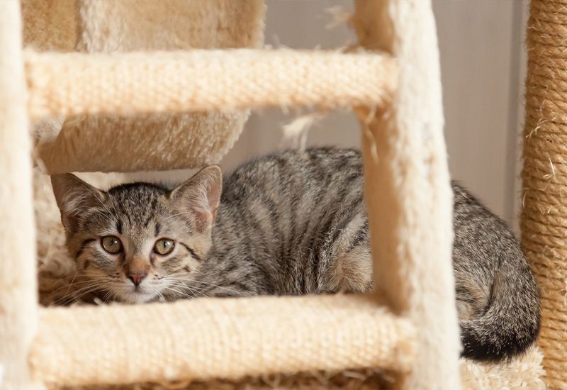 A shy cat sitting on a cat tree