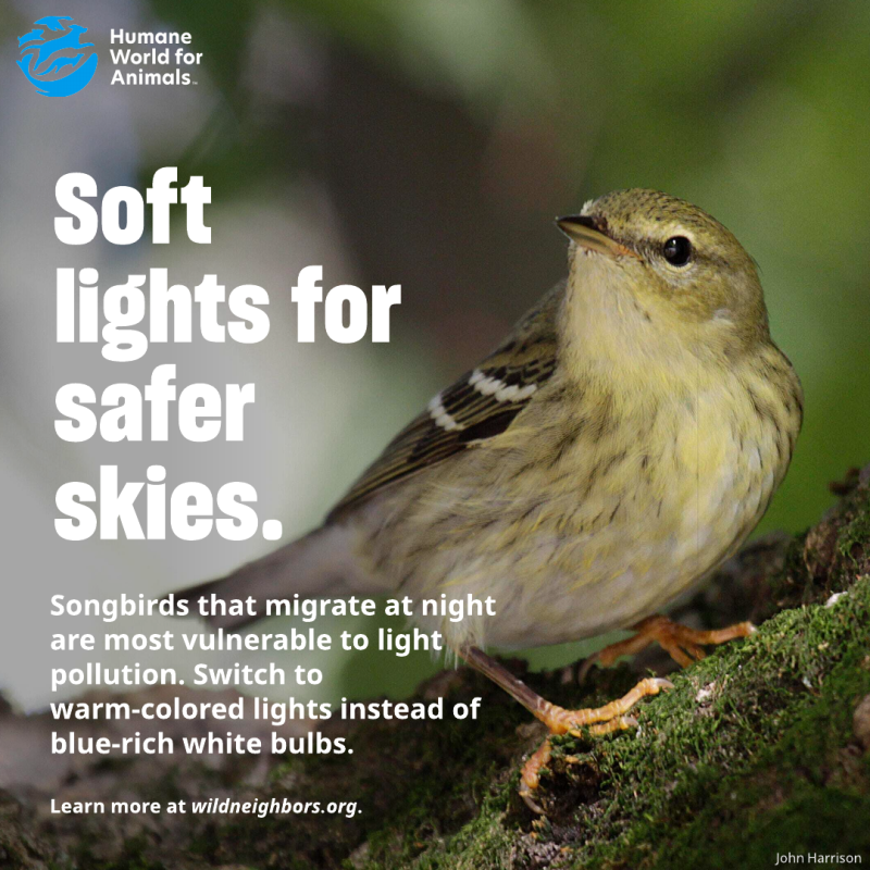 soft lights for safe skies