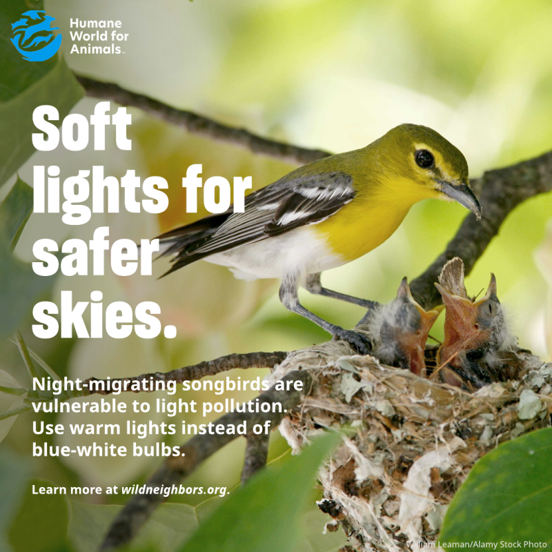 soft lights for safe skies