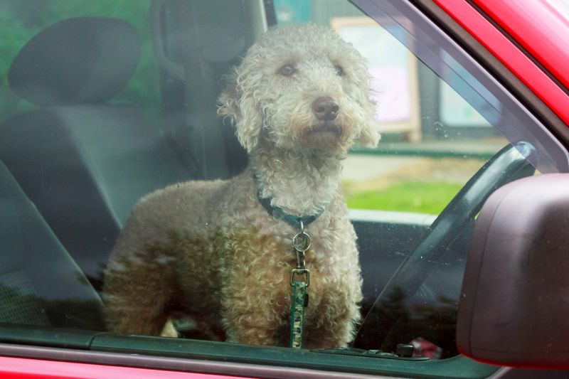 an anxious looking dog peering outside a closed car window