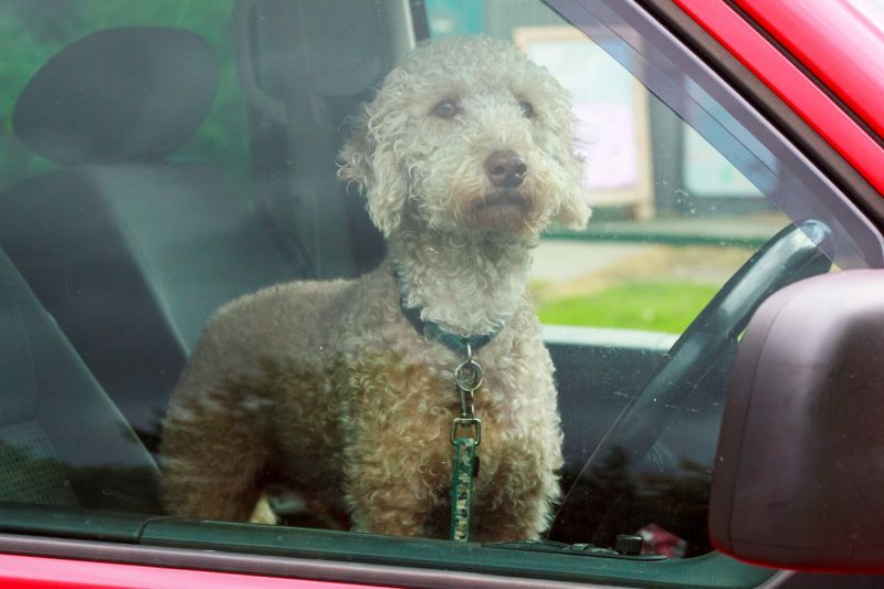 pets in hot cars