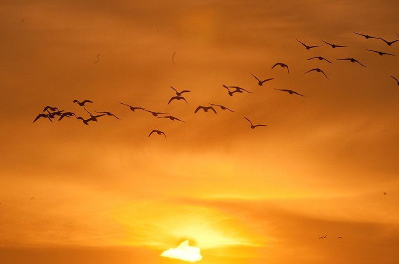 Birds in a sunset