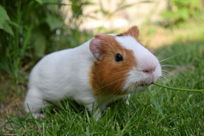 Guinea pig in grass