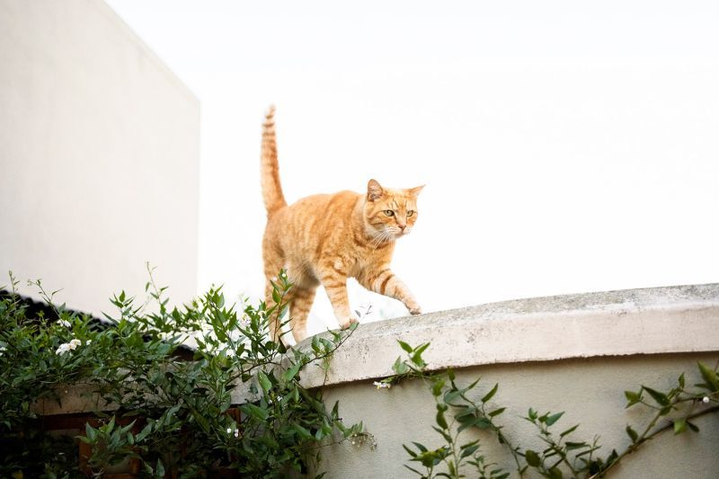 a cat walking across a concrete ledge