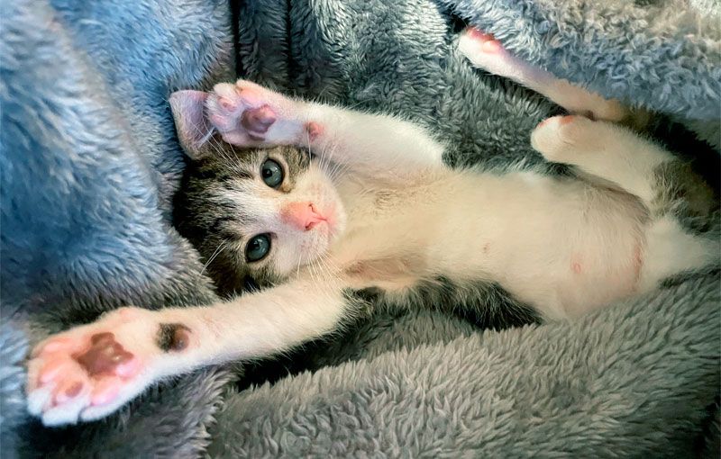 Cat laying down on her back, showing her pink toe beans