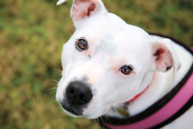a white dog looking at the camera