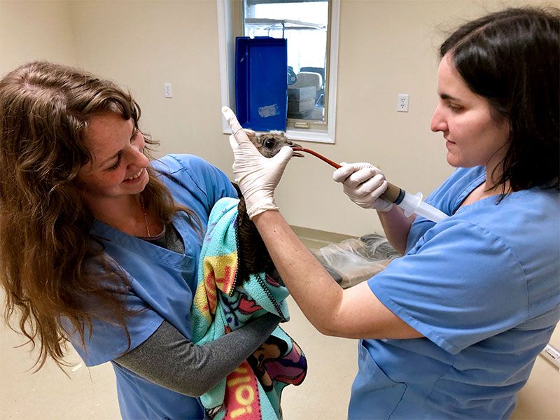 Two wildlife rehabbers feeding a turkey through a tube