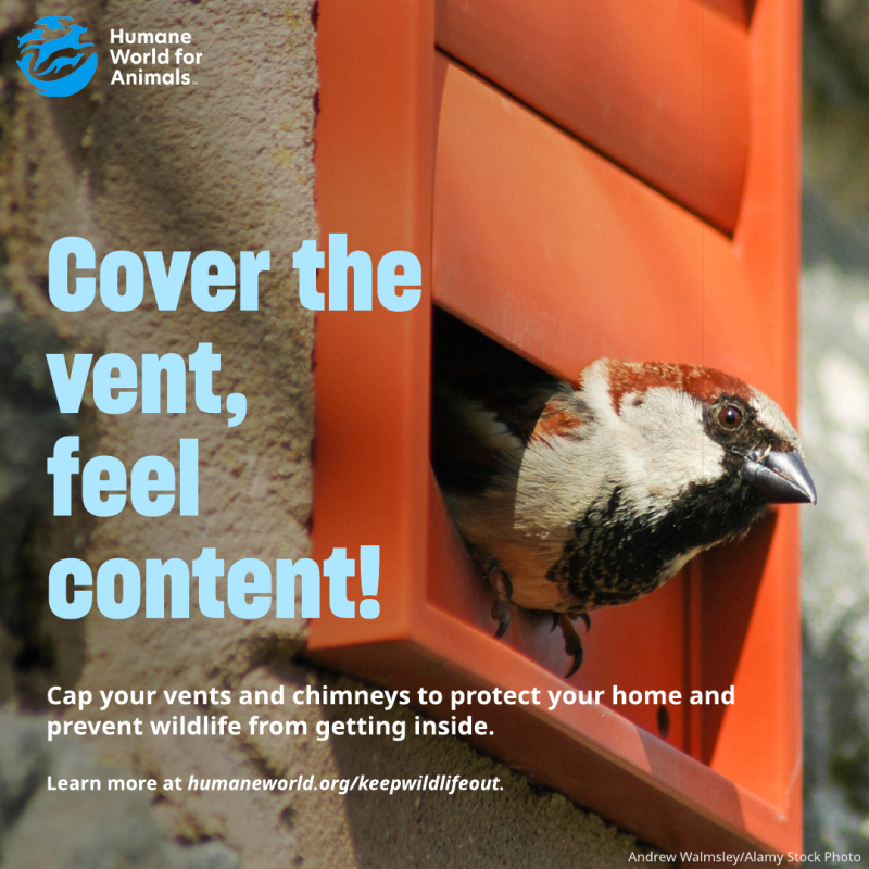 cover the vent feel content