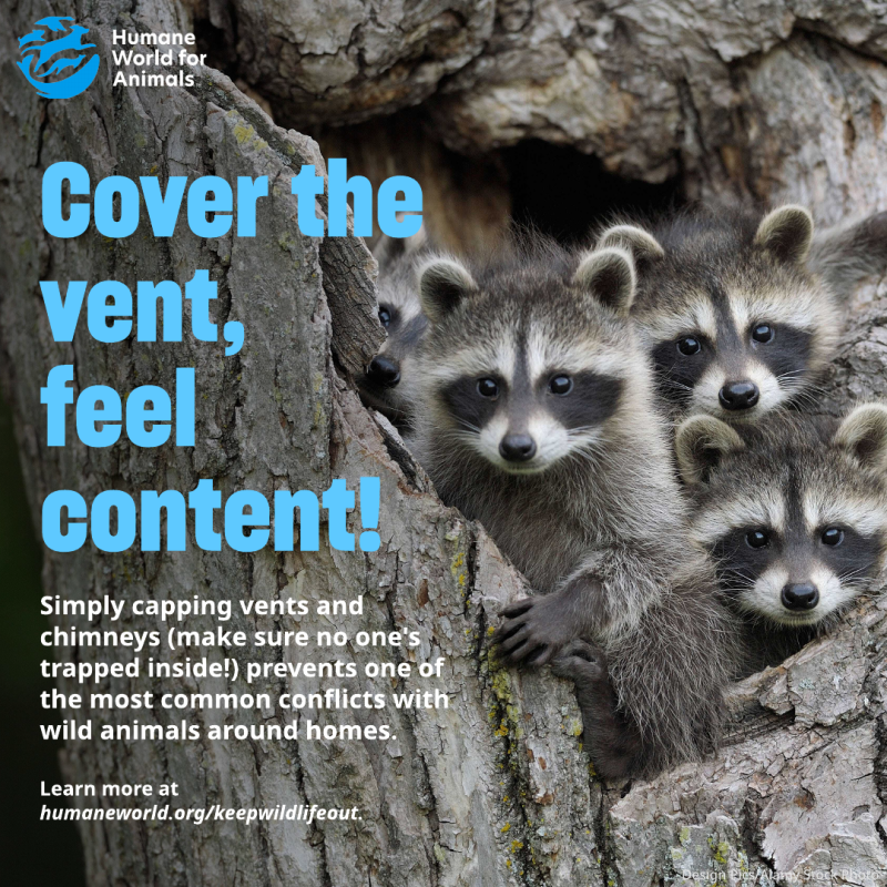 cover the vent feel content
