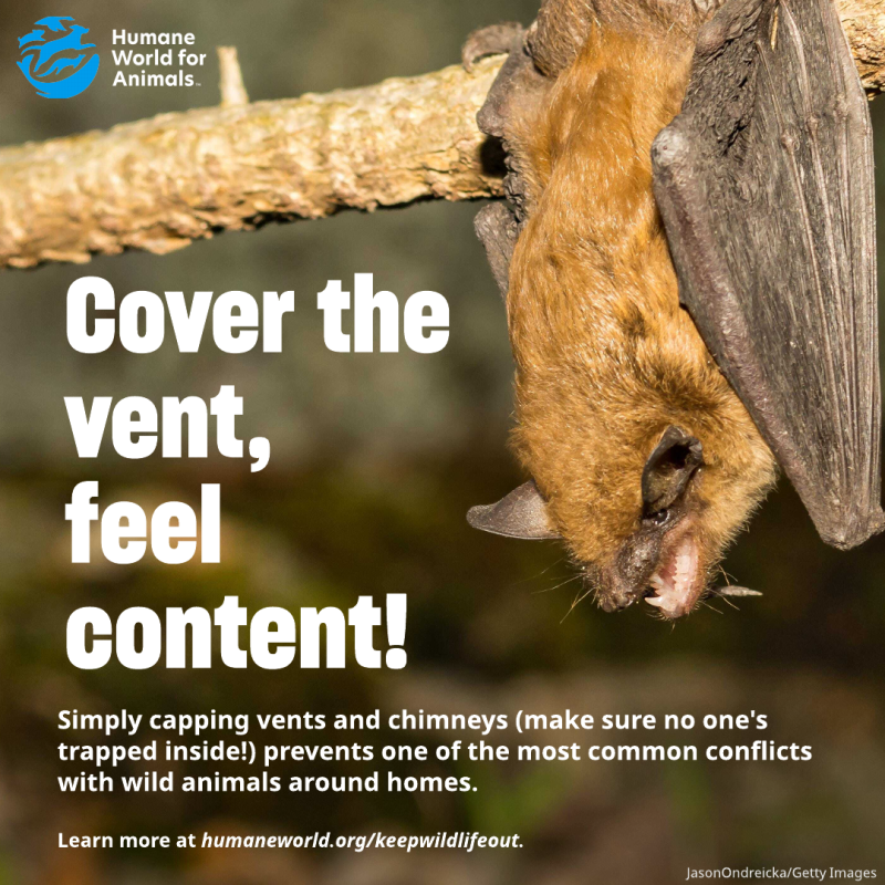 cover the vent feel content