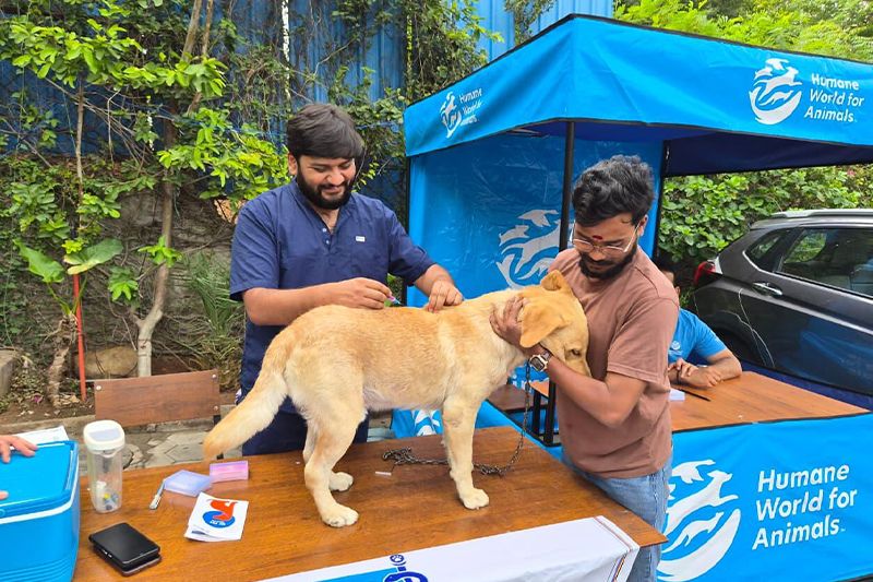two men administer a vaccine to a large dog
