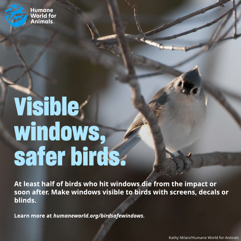 visible windows safer birds