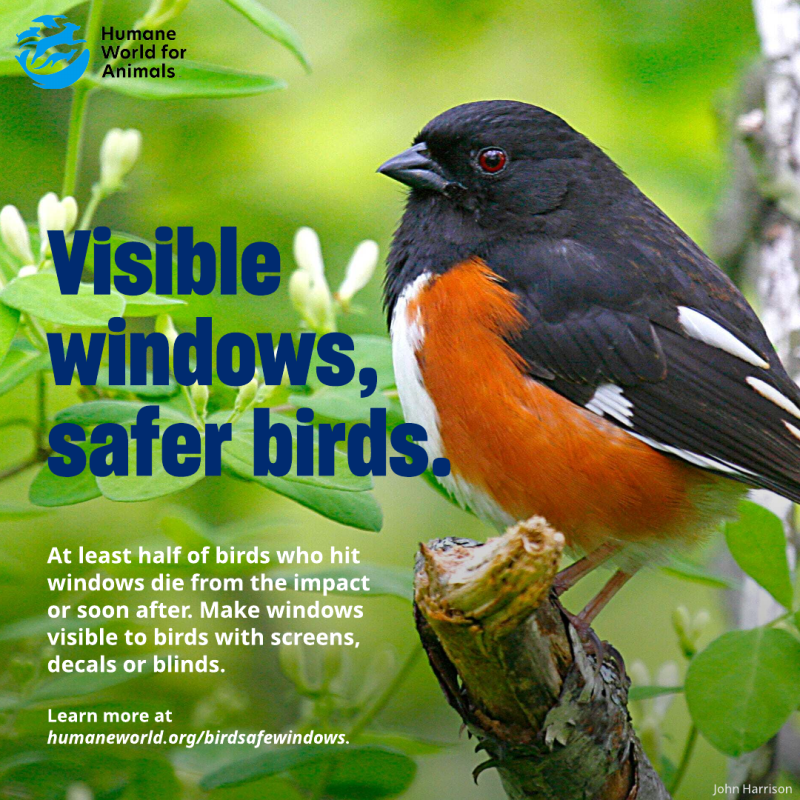 visible windows safer birds