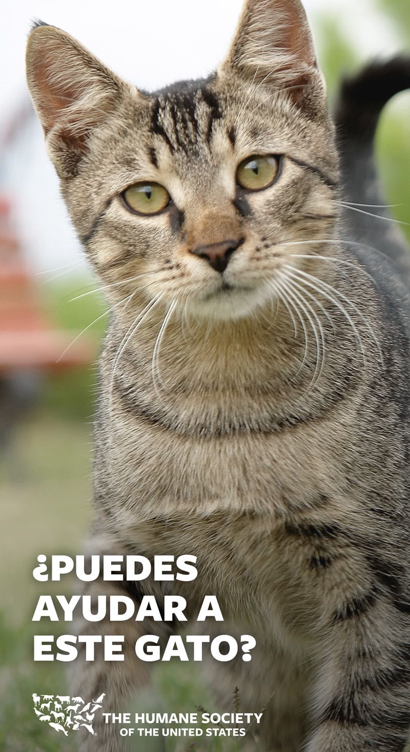 puedes ayudar este gato