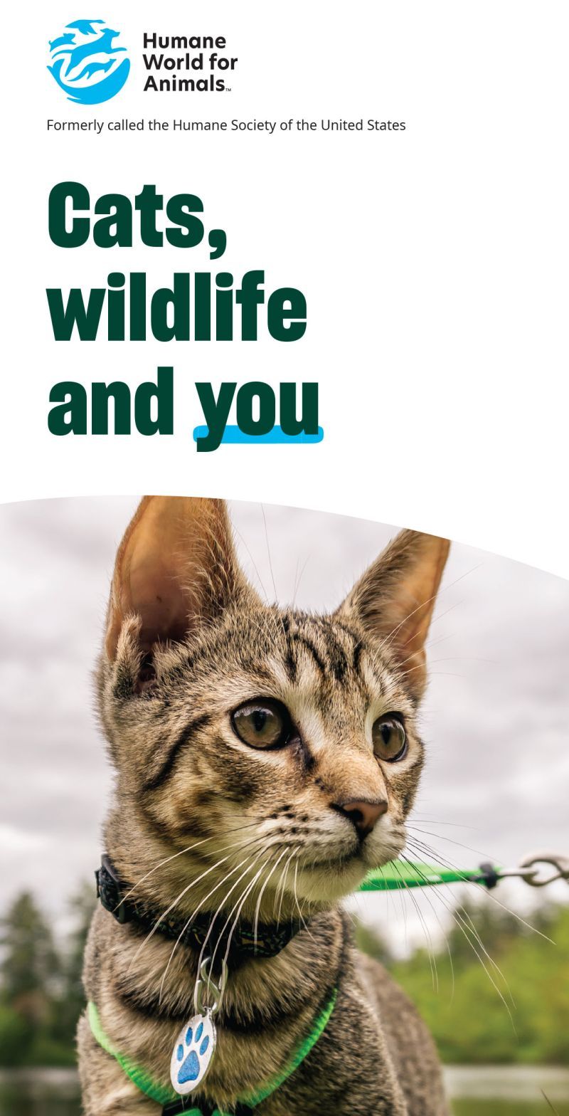 Cats wildlife and you