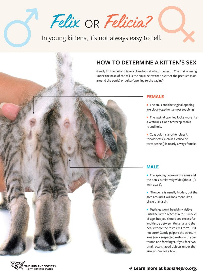 sexing kittens factsheet