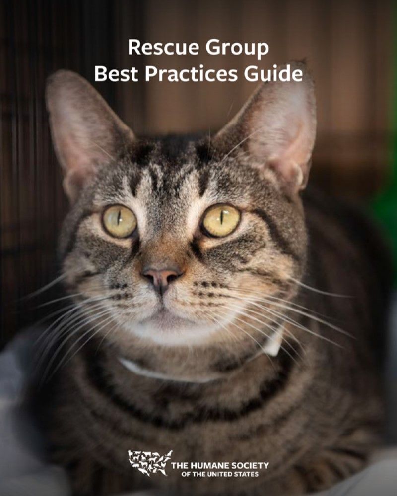 Rescue Group Best Practices Guide