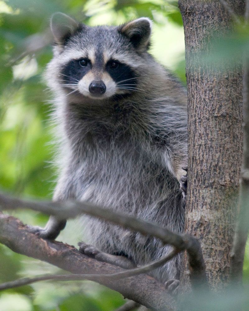Living with Wild Neighbors