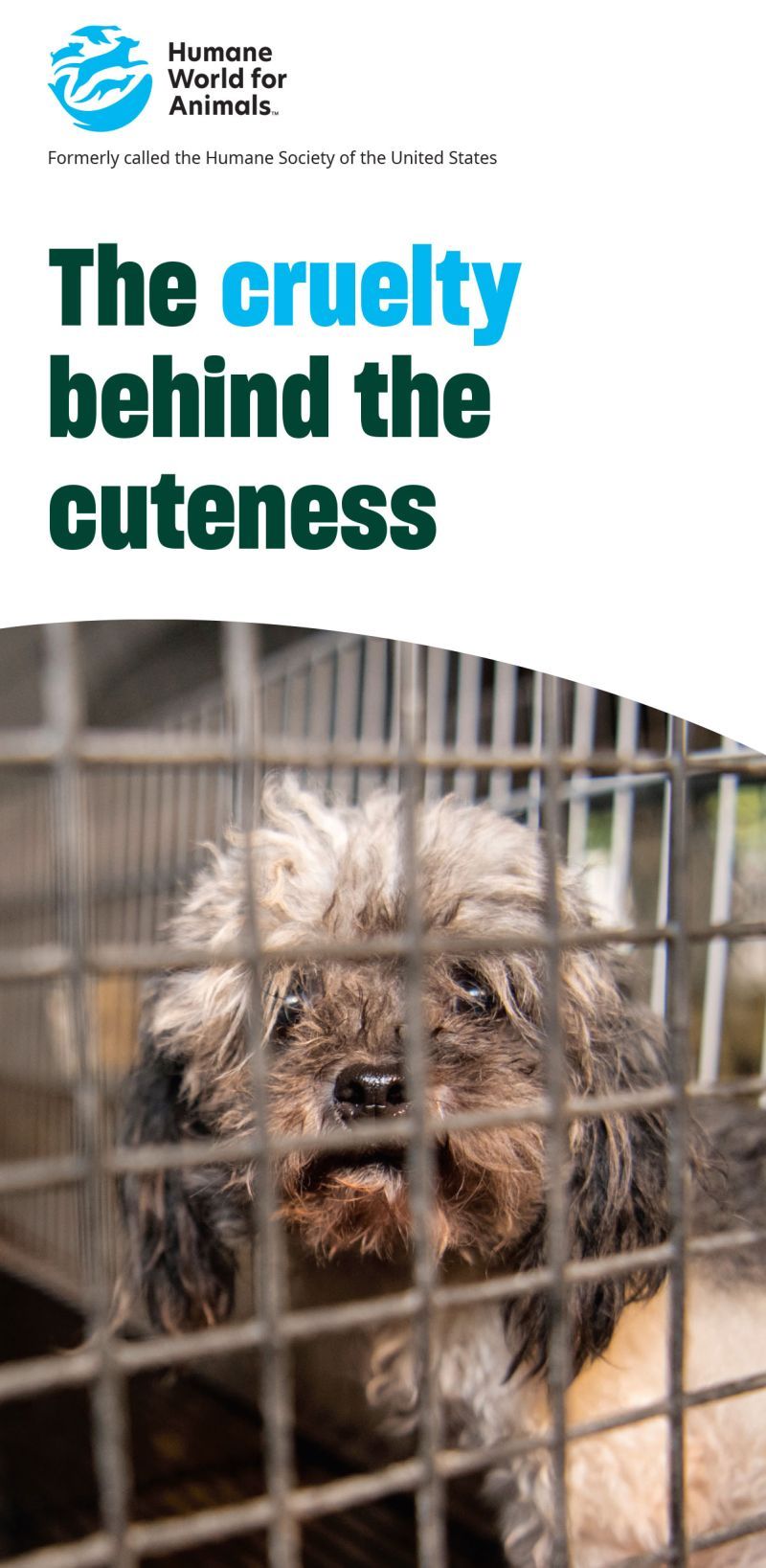 the cruelty behind the cuteness
