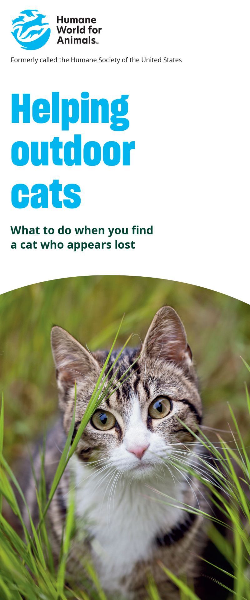helping outdoor cats