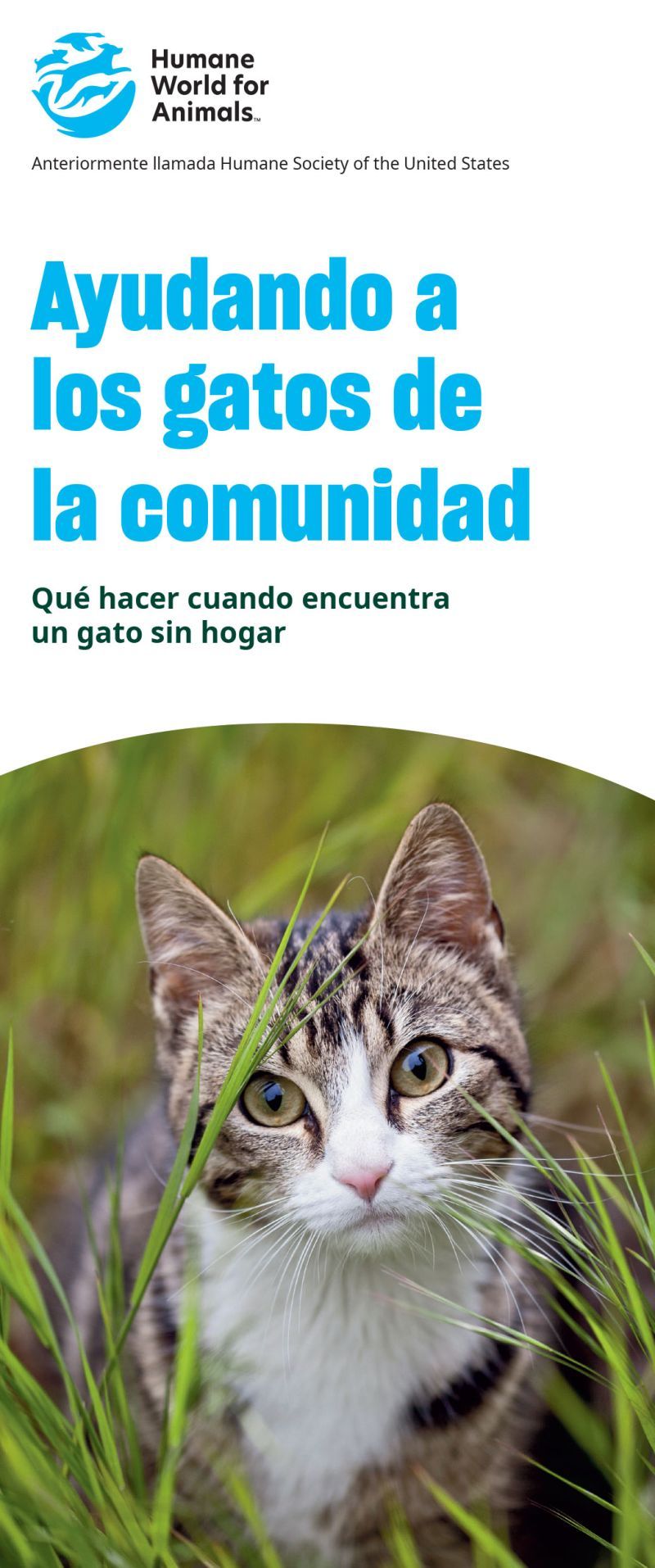 ayudando a los gatos de la comunidad