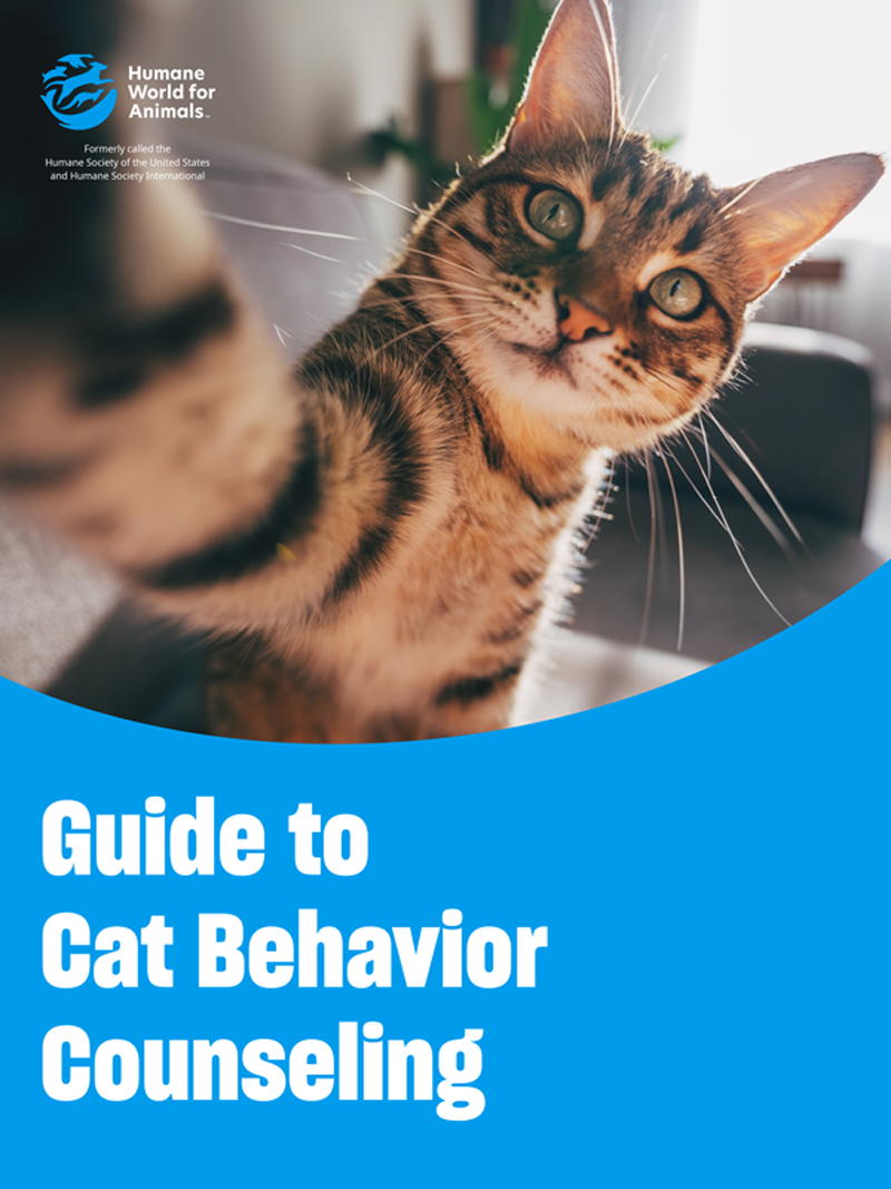 Guide to Cat Behavior Counseling